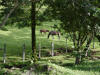 Costa Rica horse pasture with tropical hardwood